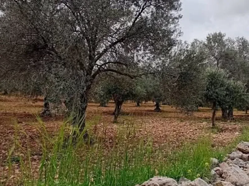 مزرعه للبيع وادي سوف قرب مخيم سوف