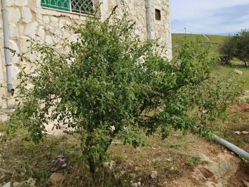 مزرعه جاهزه بسعر مغري